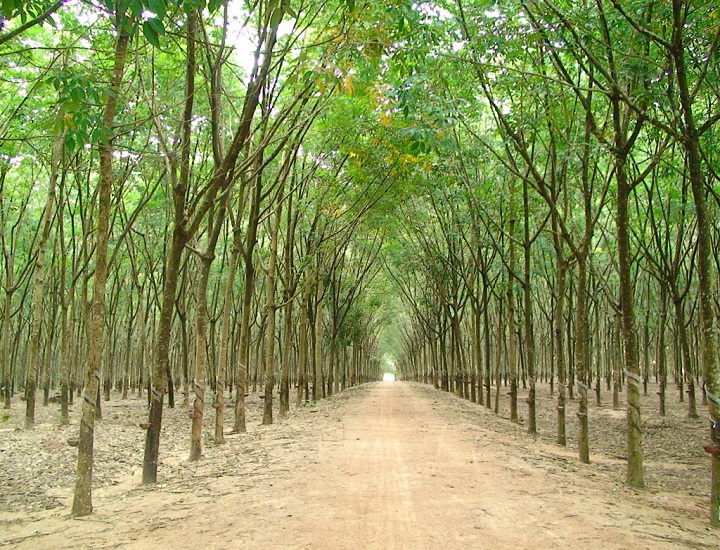 Kỹ thuật chăm sóc cây cao su trong giai đoạn sinh trưởng