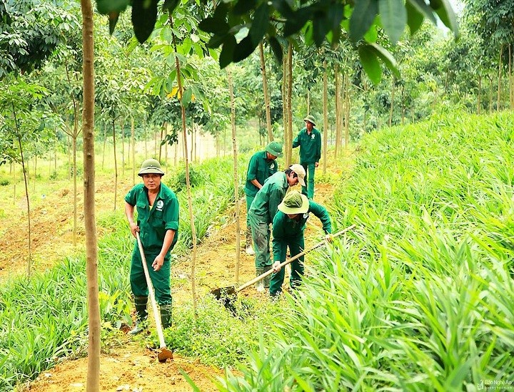 Kỹ thuật chăm sóc cây cao su trong giai đoạn sinh trưởng