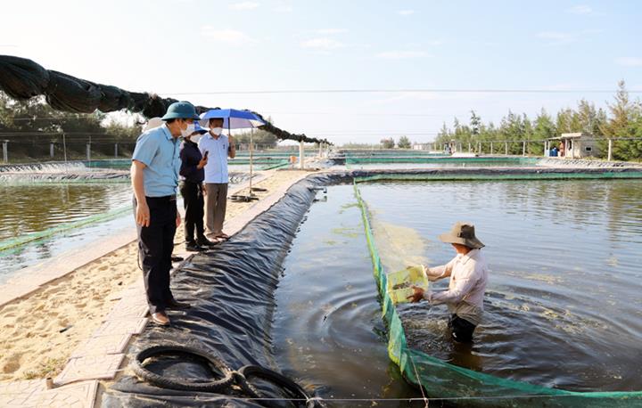 Mô hình nuôi cá chình trong ao đất lót bạt HDPE hiệu quả