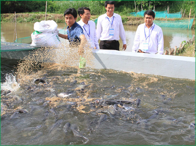 Kỹ thuật nuôi cá trê lai trong bể xi măng hiệu quả cao