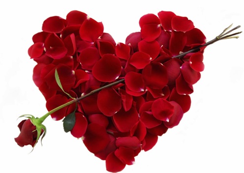 11 loại hoa màu đỏ đẹp tượng trưng cho tình yêu  Flowerfarmvn  shophoa